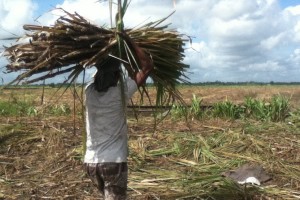 A sugar worker in Guyana laboring in the fields 