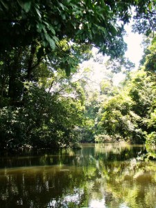 The Maparri wilderness of the Rupununi boasts pristine rainforest waiting to be explored