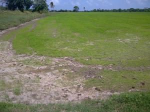 A rice field which is very dry due to the lack of water 