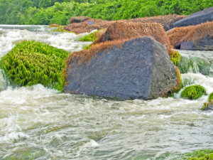 Petroglyphs on rocks at the Falls (Photo by Peggy Rehm on Flickr)