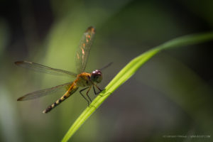 A dragonfly’s close-up