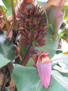 Jamaican red banana blooming