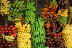 There is a variety of banana cultivars (a plant variety that has been produced in cultivation by selective breeding) in the world today