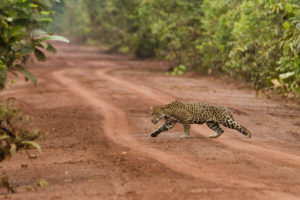 Jaguar crossingthe road inthe Iwokrama reserve (http://focusingonwildlife.com/news/jaguar-in-iwokrama-guyana-19-january-2012)