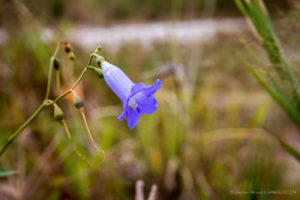 A flower’s close-up