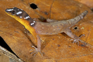 "Gonatodes timidus" - a new lizard species from the Iwokrama Mountains, which has not be found anywhere else since