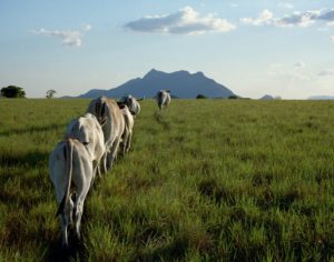 Cattle heading towards the mountain (Photo by dandanmilner on Flickr)