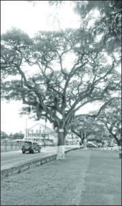 The impressive Rain Tree on Main Street