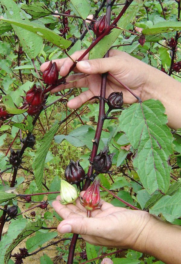 Sorrel: An interesting look at its origin and health benifits – Guyana ...