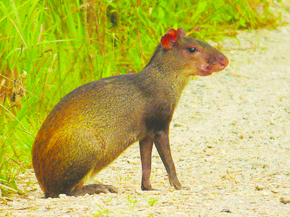 Guyana Wildlife Tourism – Guyana Times International – The Beacon of Truth